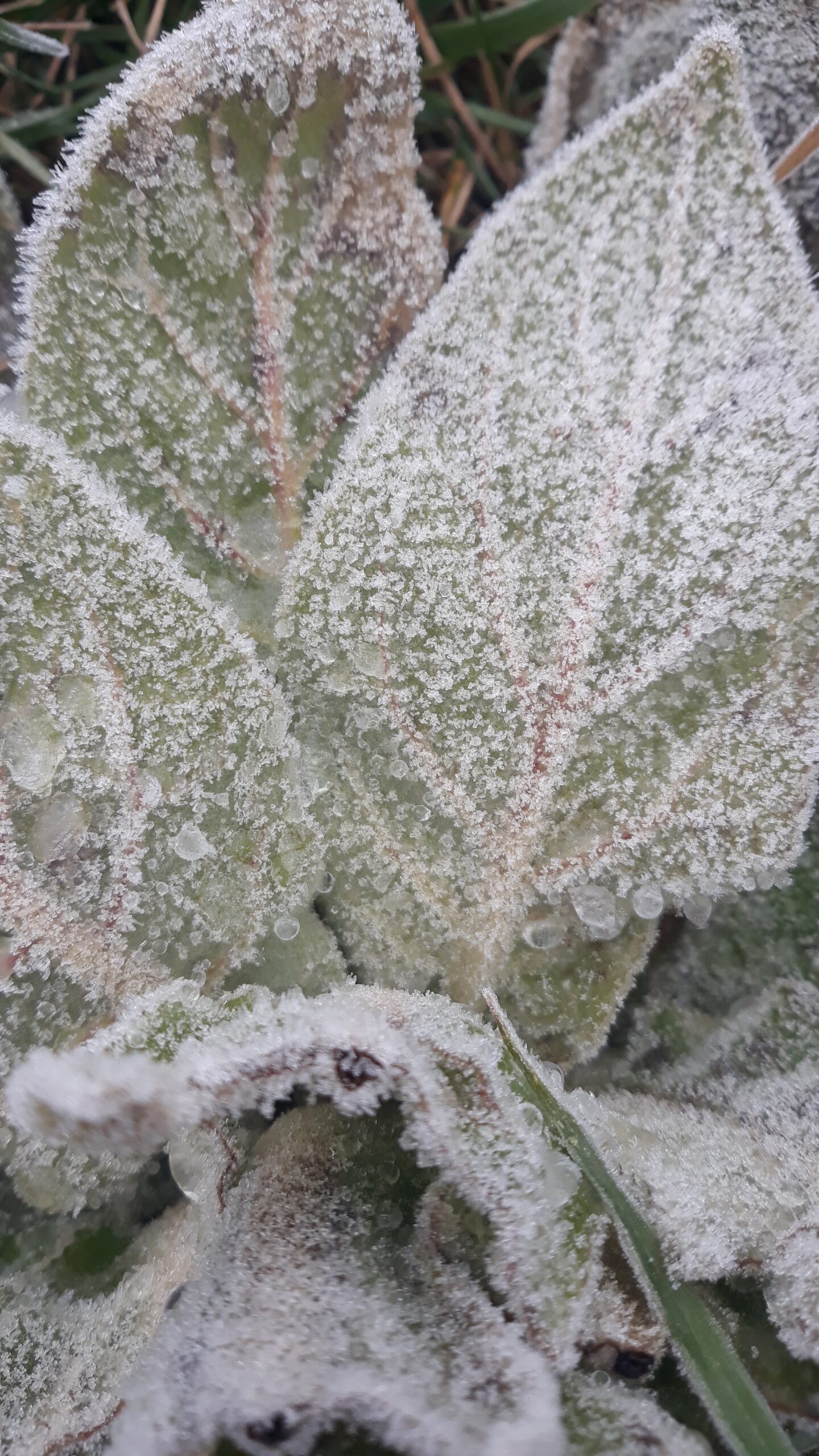 Mullein