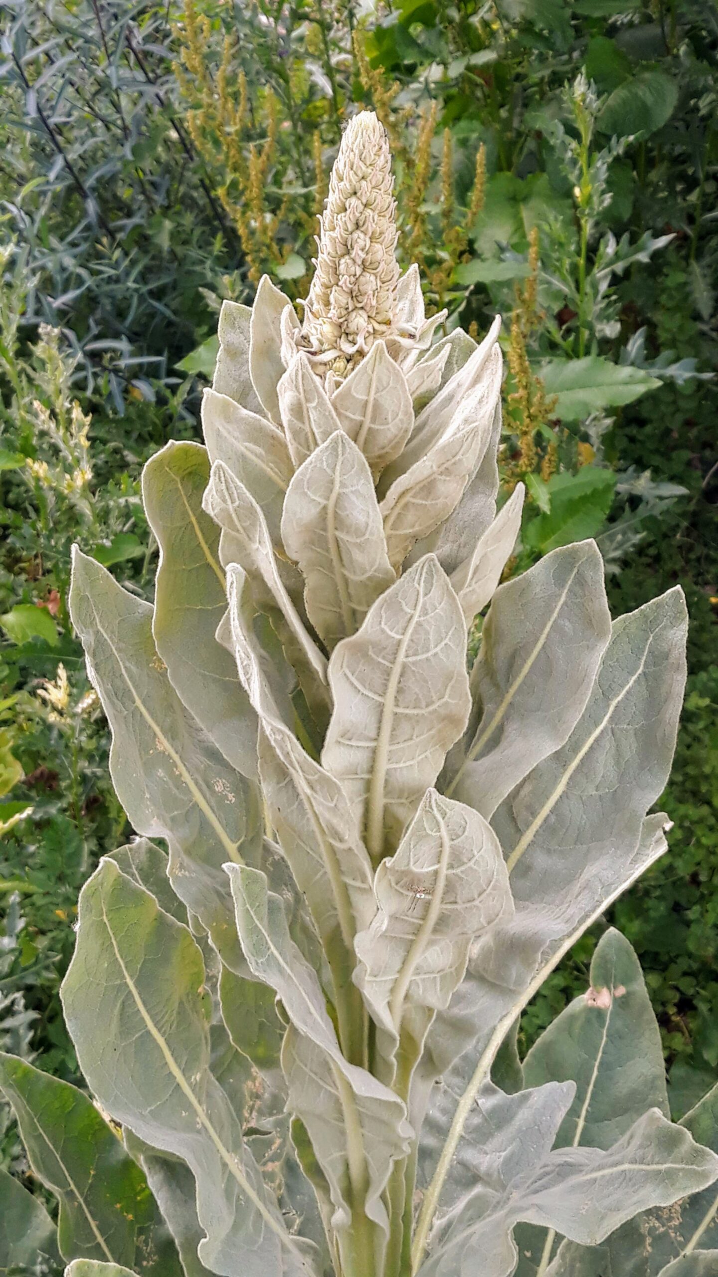 Mullein