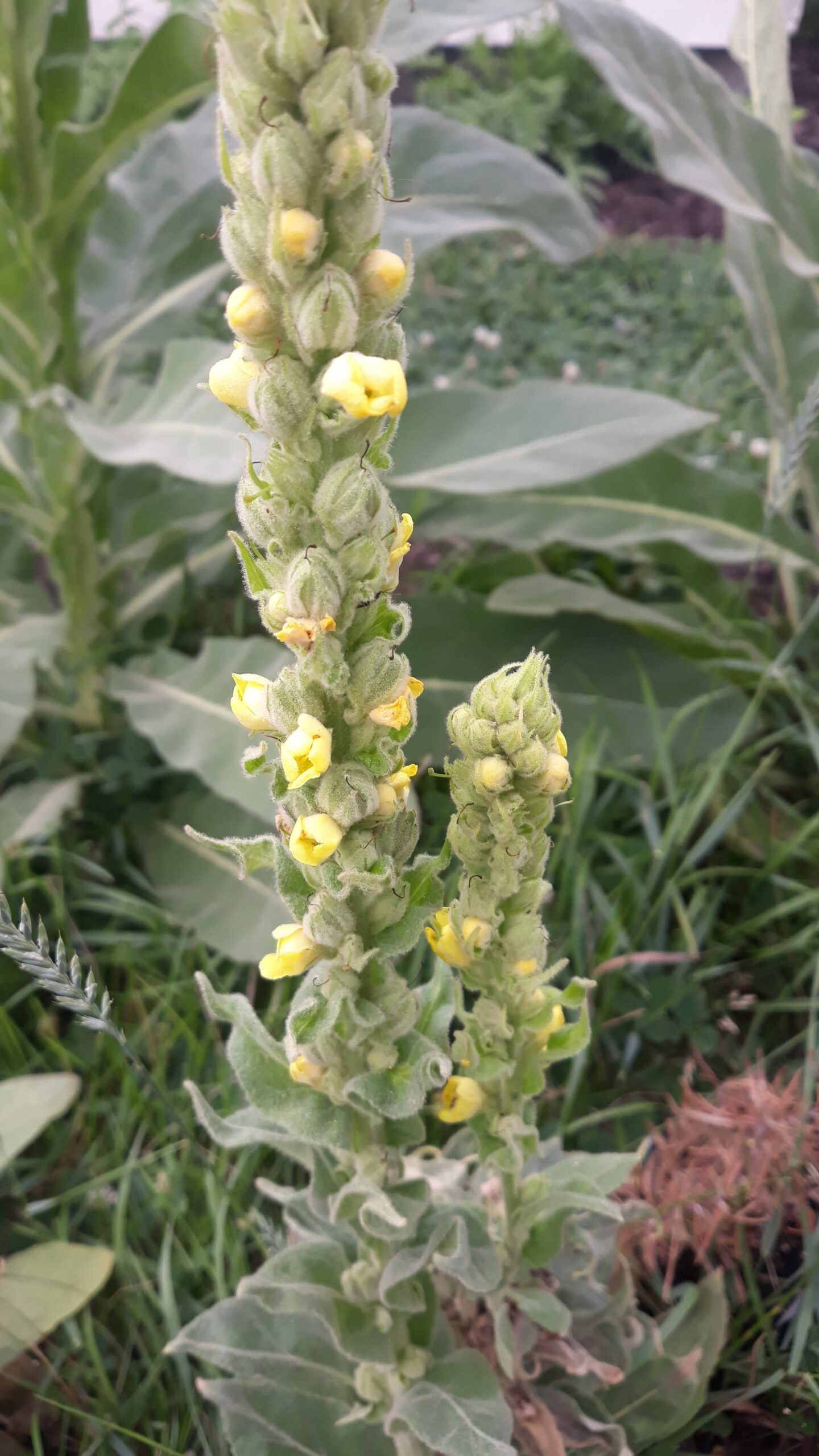 Mullein