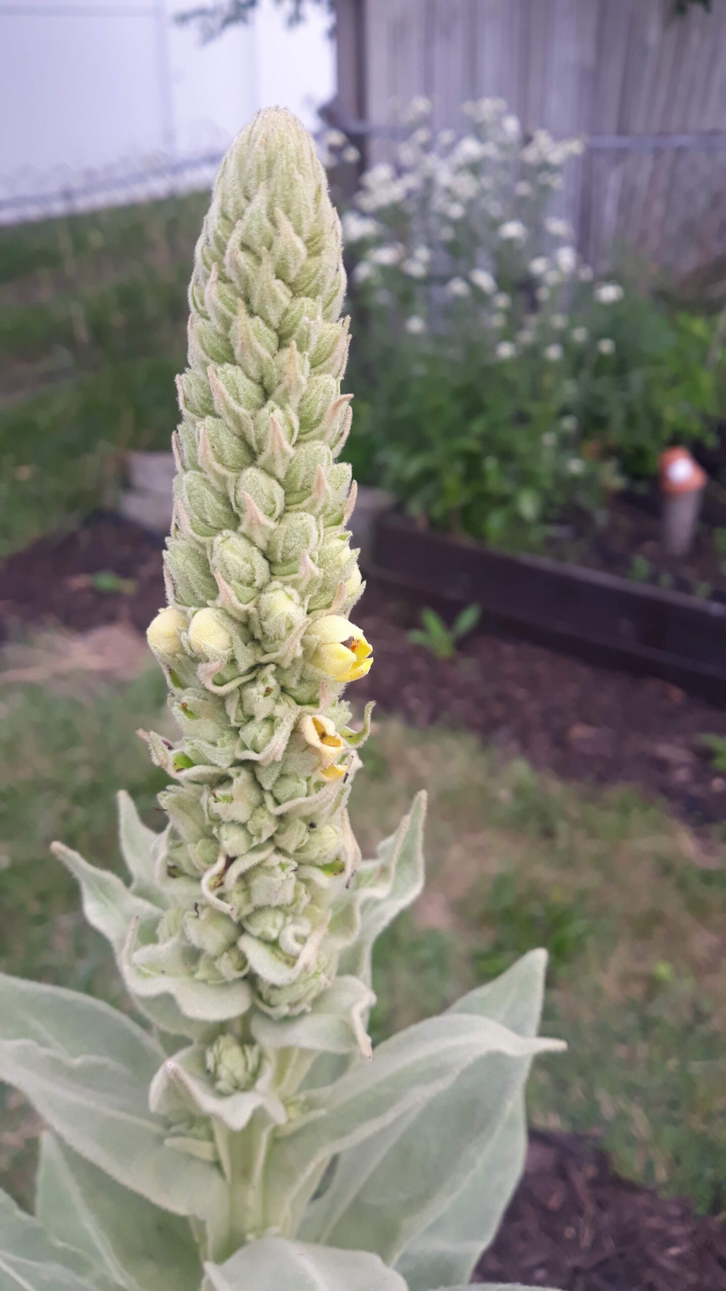 Mullein