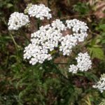 Achillea millefolium - yarrow