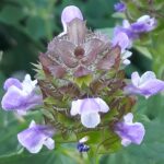 Self Heal, prunella vulgaris