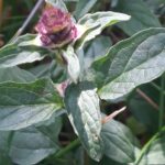 Self Heal, prunella vulgais