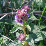 Self Heal, prunella vulgaris