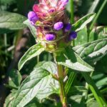 Self Heal, prunella vulgaris