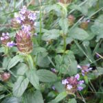 Self Heal, prunella vulgaris