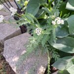 Achillea millefolium - yarrow