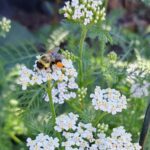 Achillea millefolium - yarrow