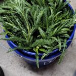 Achillea millefolium - yarrow