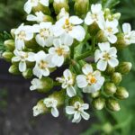 Achillea millefolium - yarrow