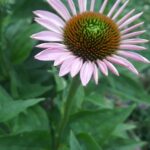 echinacea