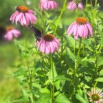 echinacea