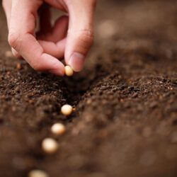 Herb Seeds